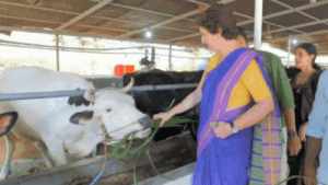 Watch: Priyanka Gandhi visits dairy farm in Kerala; meets ‘cutie pie’ named Alia Bhatt